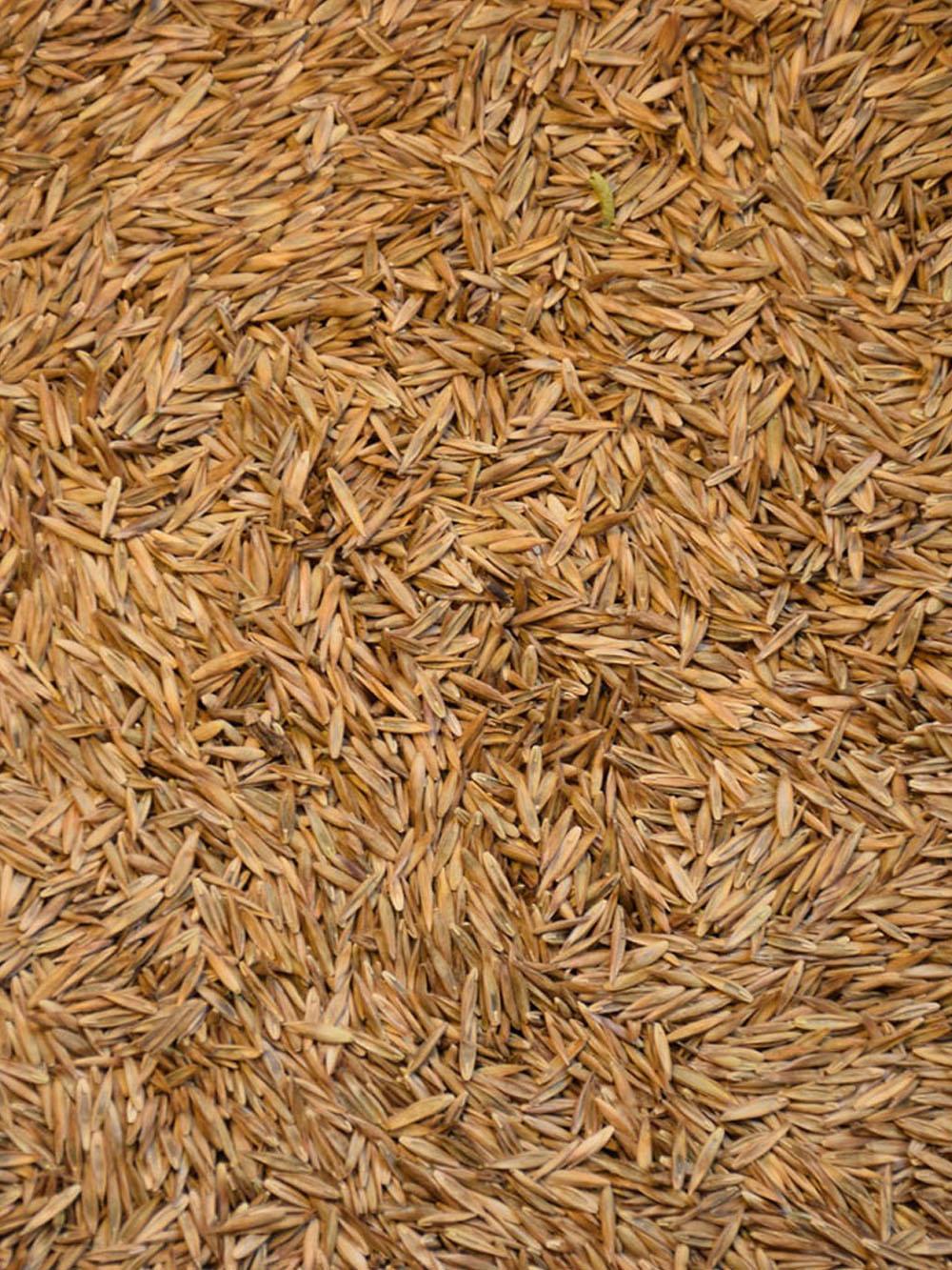 Kentucky 31 Tall Fescue